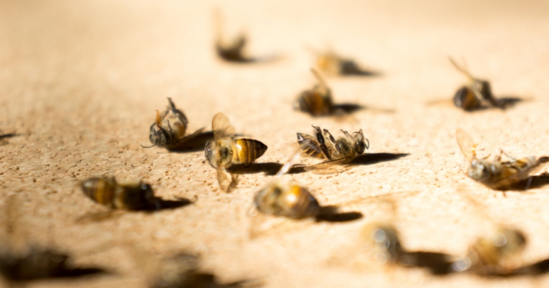 En cas de forte chaleur, les abeilles se donnent la mort en expulsant leur abdomen, selon une étude