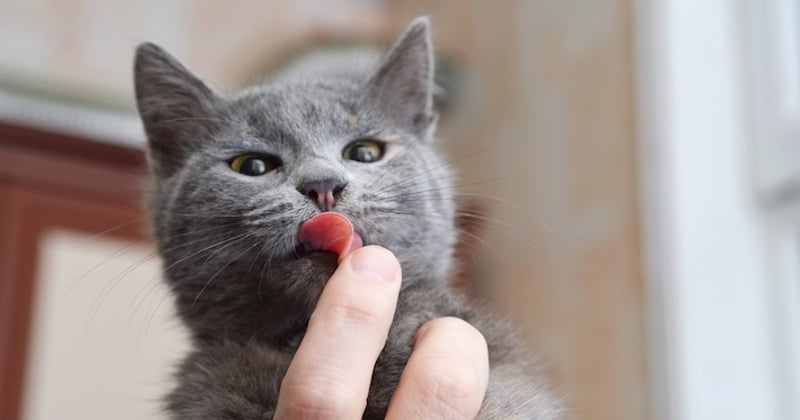 Voici pourquoi un chat lèche son maître très souvent