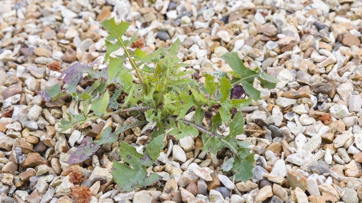 Cette astuce naturelle est radicale pour détruire les mauvaises herbes sur le gravier