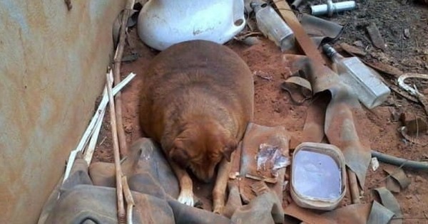 Ce chien abandonné et obèse était l'attraction d'une station-service mais personne n'avait pris l'initiative de s'occuper de lui… jusqu'à ce qu'il trouve son sauveur !