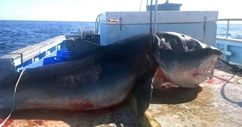 Un requin de 6 mètres de long a été pêché en Australie, les images sont impressionnantes
