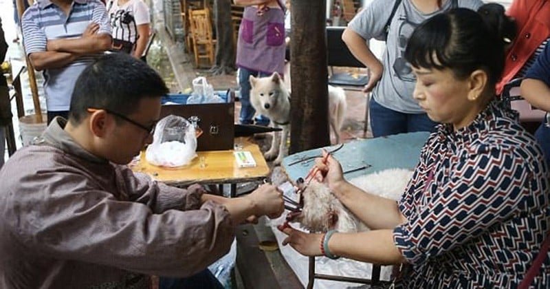 Horrible : En Chine, des chiens se font arracher leurs cordes vocales pour les empêcher d'aboyer