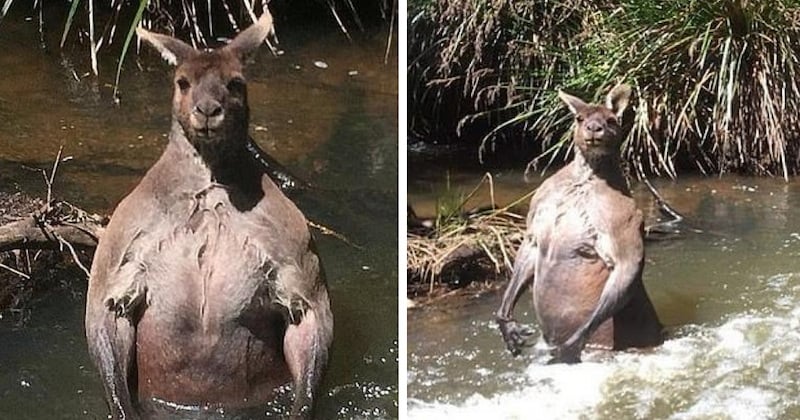 Australie : il croise un kangourou incroyablement musclé, les photos de l'animal sont impressionnantes