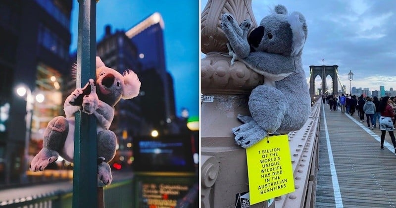 Des peluches de koalas dans les rues de New York afin d'encourager les dons pour l'Australie