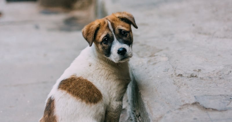 Un service spécialisé dans la lutte contre la maltraitance animale sera mis en place dans les commissariats et gendarmeries de France