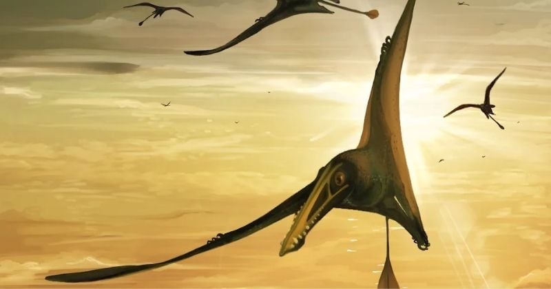 Le plus grand fossile de ptérosaure du Jurassique découvert en Écosse