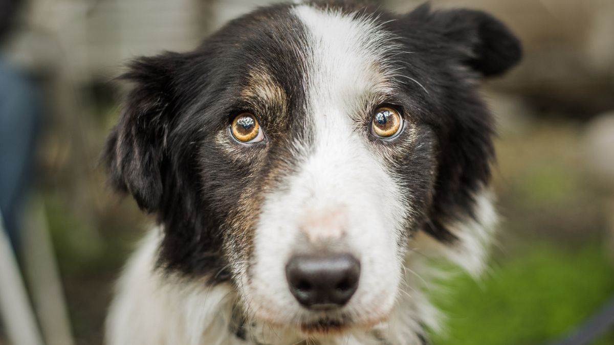 Ivre et déjà connu pour des faits de violences, il tabasse son chien à mort
