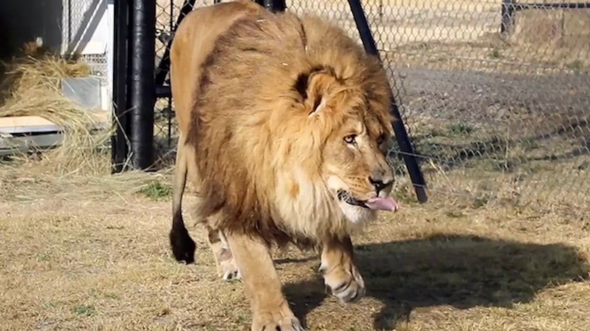  Abandonné dans un zoo, le lion Ruben a été transféré dans une réserve d'Afrique du Sud grâce à une association 
