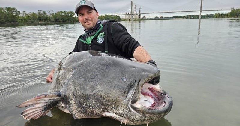 Rhône : un passionné pêche un silure de 2,70 mètres, l'un des plus grands jamais trouvés dans le monde