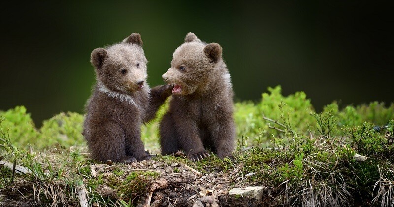 Dans les Pyrénées, au moins 10 oursons sont nés cette année et des images rares d'accouplement ont été capturées