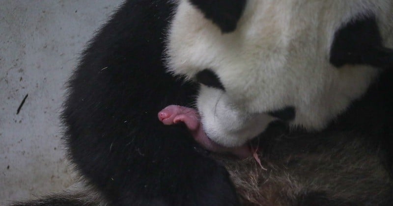 Belgique : naissance de deux bébés pandas au parc zoologique de Pairi Daiza