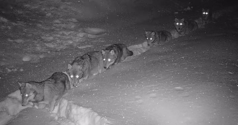 Savoie : en pleine nuit, cette meute de loups a traversé une épaisse couche de neige en file indienne