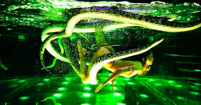 Des serpents plongés dans un bassin d'eau, le spectacle du Moulin Rouge arrêté par la mairie de Paris