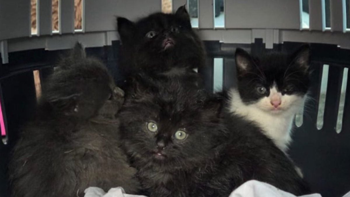 Vidéo insoutenable : des jeunes violentent cruellement un chaton et filment la scène en riant