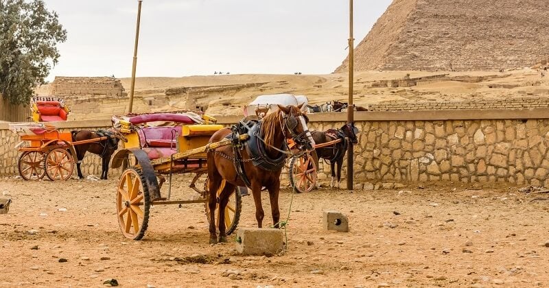 Égypte : les promenades à dos de chameaux, de chevaux et d'ânes désormais interdites autour des pyramides de Gizeh