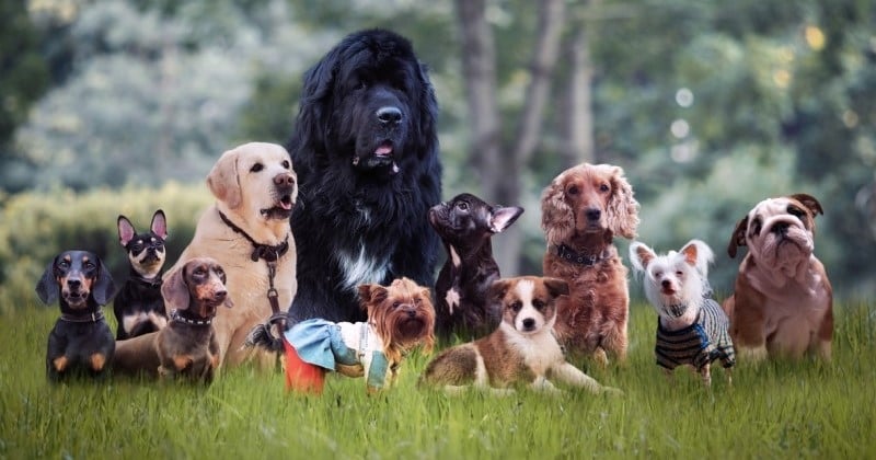 Voici les 5 pires et meilleures races de chiens selon une vétérinaire