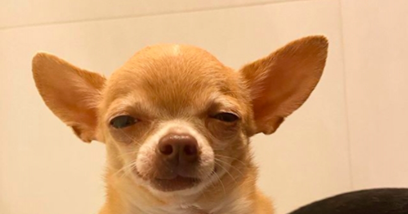 Ce Chihuahua A Ete Adopte Par La Meilleure Des Familles Ce Chihuahua A Ete Adopte Par La Meilleure Des Familles