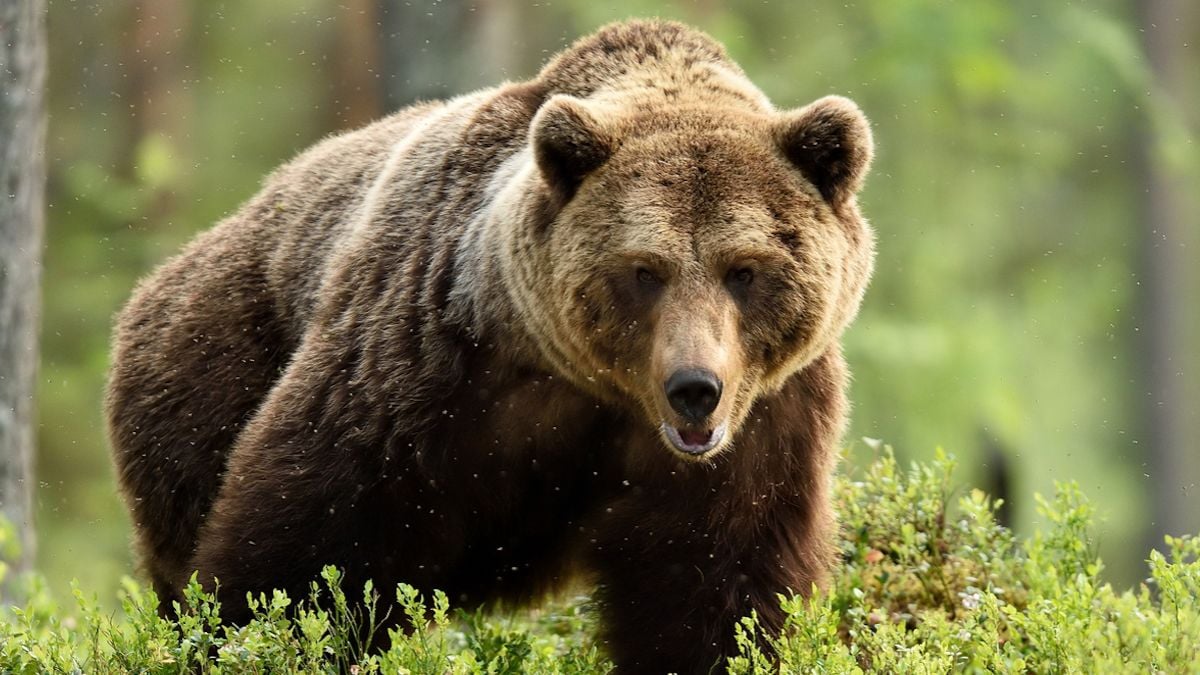 Un ours brun dans la forêt 