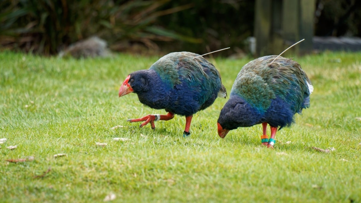 Un oiseau que l'on croyait à jamais disparu a refait surface, en Nouvelle-Zélande