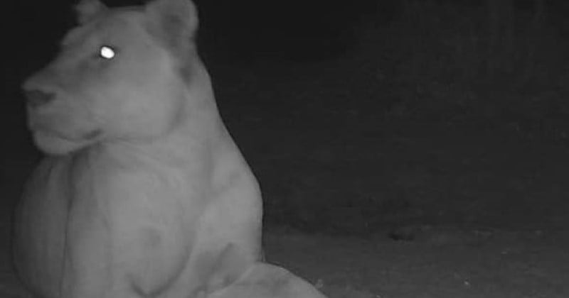 Alors qu'on pensait l'espèce disparue, une lionne a été aperçu au Tchad pour la première fois en 20 ans