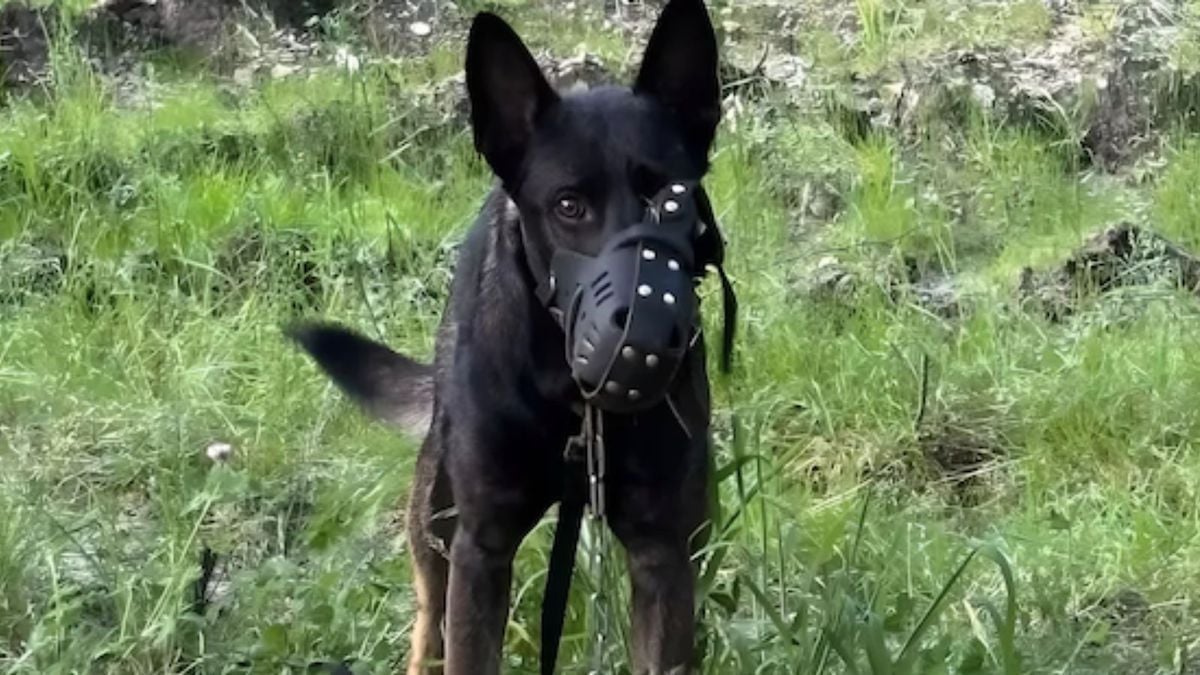 Elle abandonne son chien avec une muselière et un collier étrangleur et risque une lourde peine