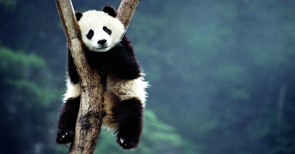 Bonne nouvelle : les pandas ne sont plus considérés comme une espèce « en danger » !