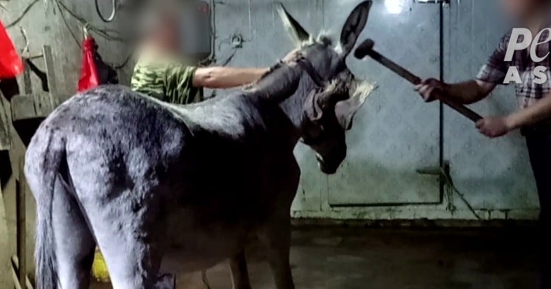 Massacre d'ânes pour la médecine chinoise : Le groupe PETA rapporte de nouvelles images choquantes 