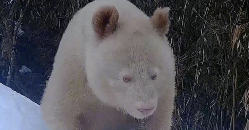 Un panda géant albinos a été filmé en Chine, le seul de son espèce 
