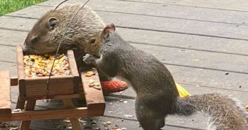 Ces photos d'une marmotte et d'un écureuil partageant leur repas sont à croquer 