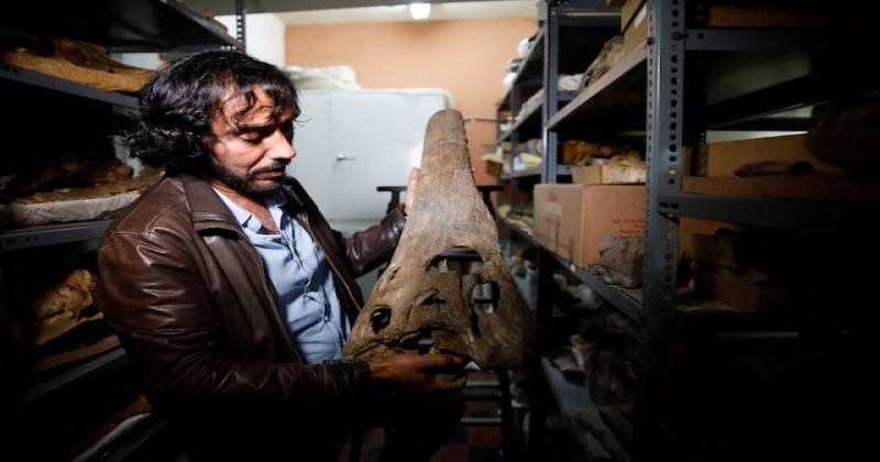 Une espèce de crocodile vieille de 7 millions d'années identifiée au Pérou grâce à un fossile