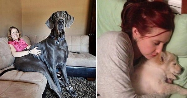 17 photos qui nous montrent que les chiens sont vraiment des dingos ! Ceux qui les adorent reconnaîtront les situations !