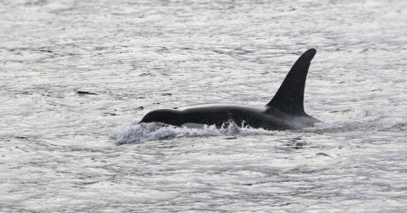 Après l'orque retrouvé morte dans la Seine, un autre cétacé « non identifié » a été aperçu dans le fleuve