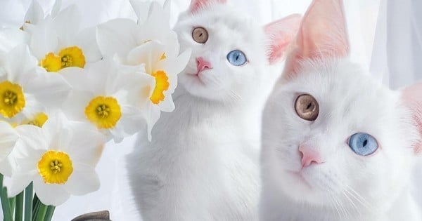 Journée internationale du chat : faites la connaissance de Iriss et Abyss, sûrement les plus beaux chats jumeaux au monde !