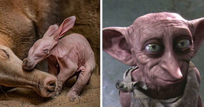 Un zoo britannique accueille un bébé oryctérope et le surnomme Dobby, l'elfe de maison de Harry Potter