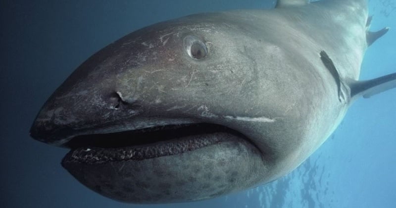 VIDÉO : un couple de requins grande-gueule a été filmé pour la première fois depuis 1976