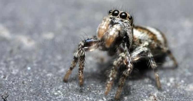 Une araignée exotique, cachée dans un ananas, a causé une belle frayeur à couple de Douaisiens 