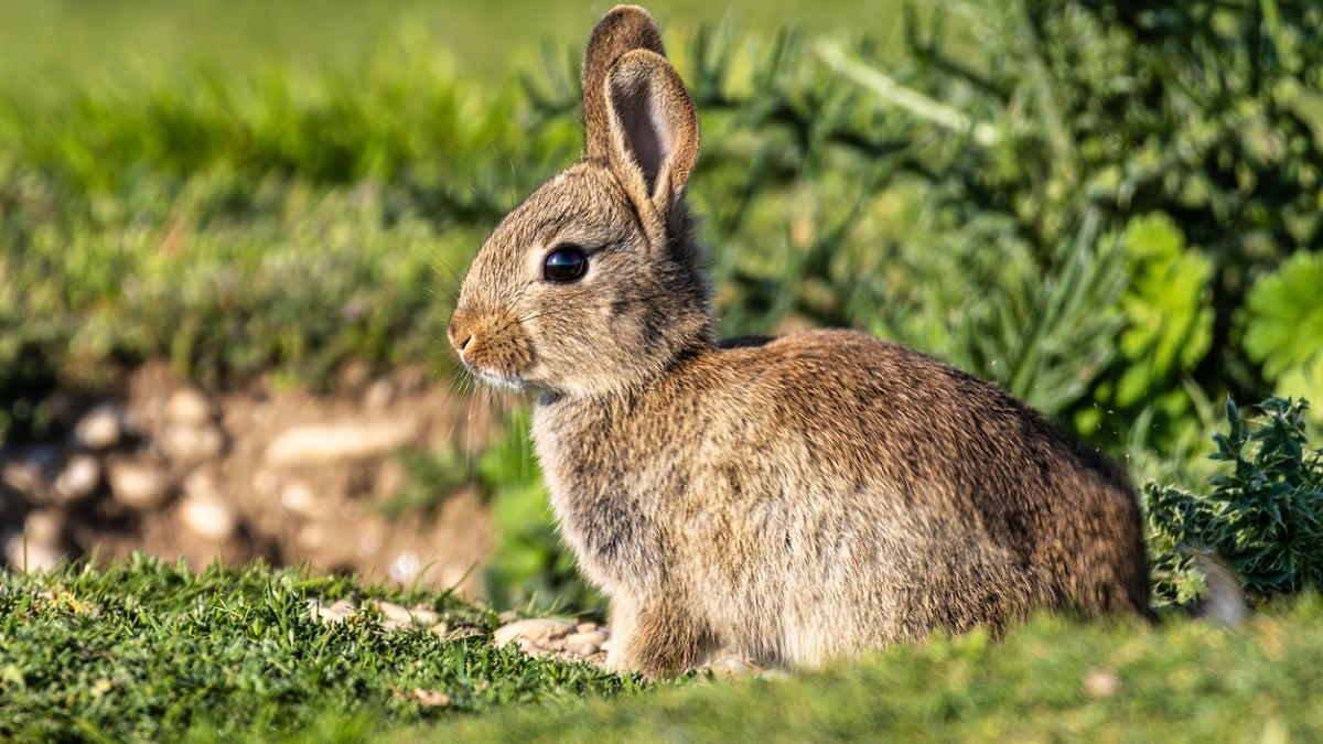 Déclarés nuisibles, les lapins chassés par la police à Paris, une association dénonce l'opération