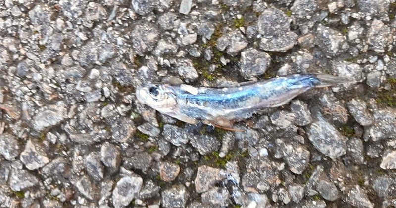 Phénomène insolite : en Bretagne, des centaines de poissons sont tombées du ciel