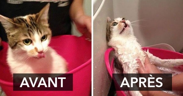 Ces photos d'animaux sont absolument géniales ! Ils sont vraiment méconnaissables en sortant du bain 