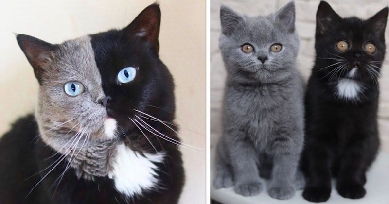 Ce chat au visage bicolore est devenu le père de deux chatons, chacun d'une couleur différente