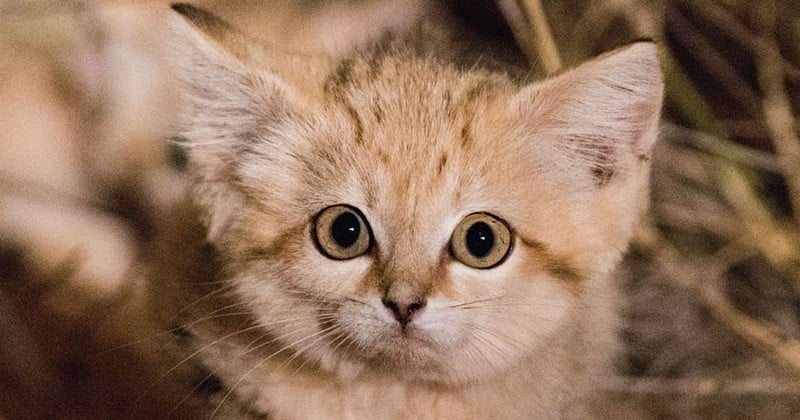 Des chatons des sables ont été photographiés pour la toute première fois dans le désert marocain