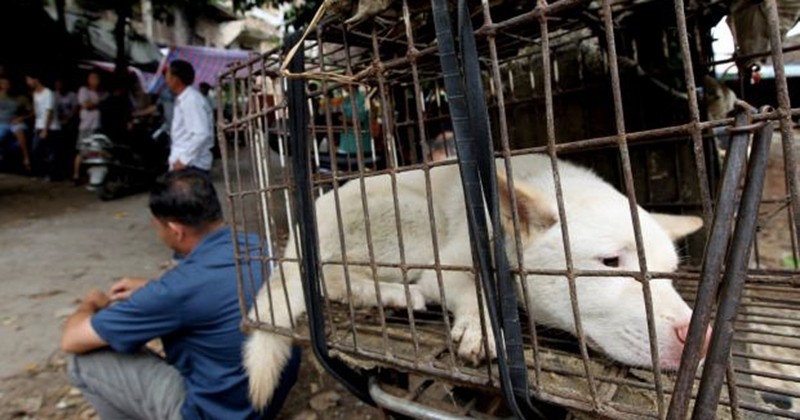 Les autorités chinoises bannissent temporairement la viande de chien à l'occasion du festival controversé de Yulin... Un premier pas vers une interdiction totale ?