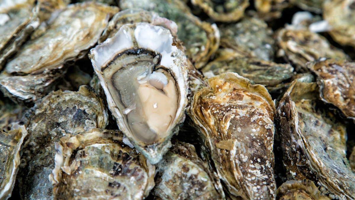 Les huîtres du bassin d'Arcachon temporairement interdites à la vente à cause d'intoxications