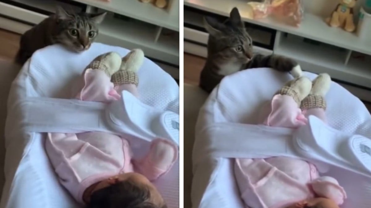 Ce chat voit un bébé pour la première fois, sa réaction attendrit la toile