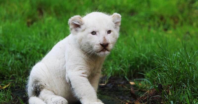Un lionceau blanc rejeté par sa mère à sa naissance