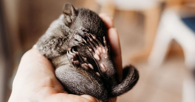 Cette photographe immortalise un bébé écureuil abandonné et ses photos vont vous faire fondre