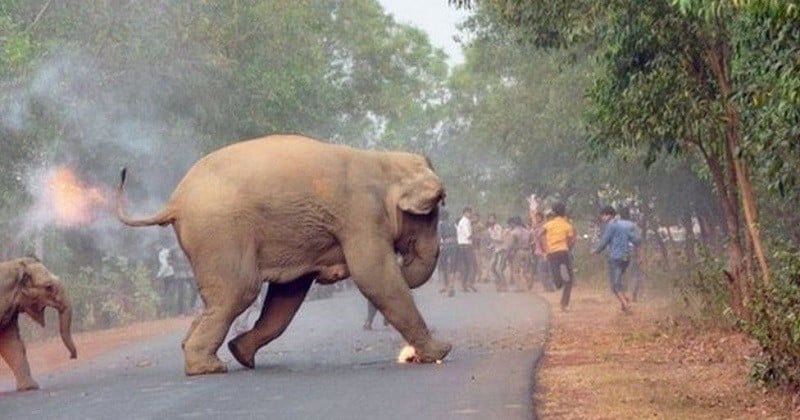 Cette photo choquante de deux éléphants en feu démontre la cohabitation difficile de l'animal avec l'homme en Inde