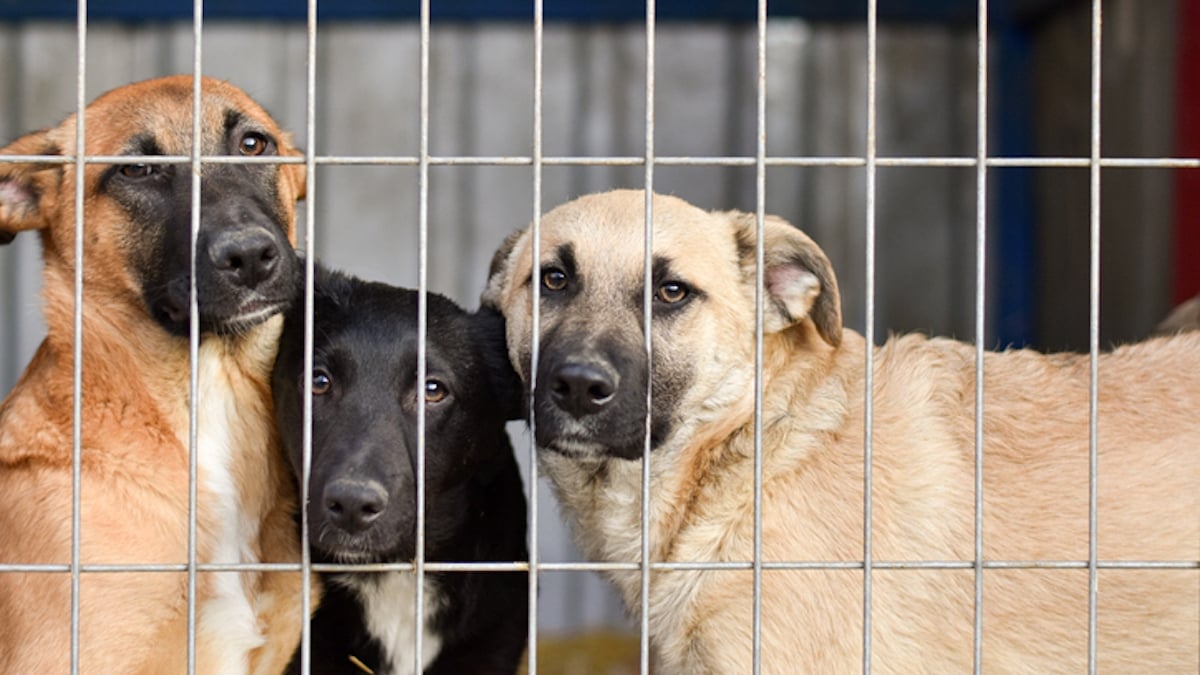 226 chiens destinés à être mangés découverts dans un camion sur la route de l'abattoir en Indonésie
