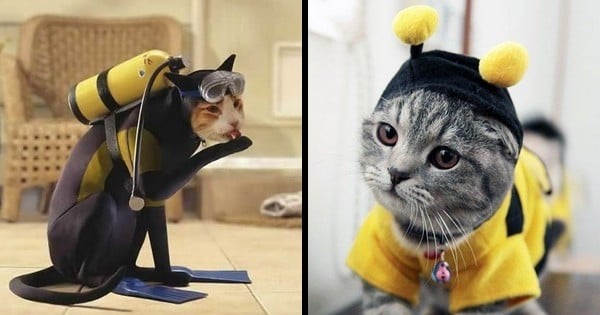 28 chats déguisés pour Halloween : il y a de bonnes idées à piocher !