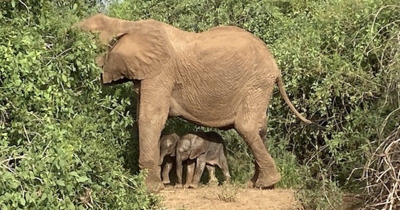 Au Kenya, des jumeaux éléphants sont nés dans une réserve 